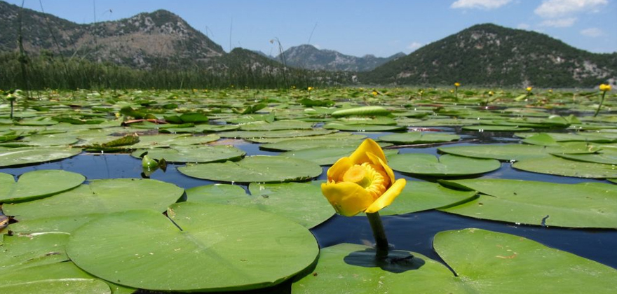 skadar